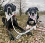 Dog Rope Leash - Mermaid - Image 5