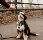 Dog Rope Leash - Grapefruit - Image 5