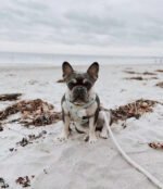 Dog Rope Leash - Mermaid - Image 4