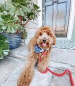 Dog Rope Leash - Grapefruit - Image 4