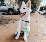 Dog Rope Leash - Teal - Image 2
