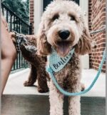 Dog Rope Leash - Emerald - Image 3