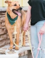 Dog Rope Leash - Canary - Image 2