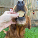 Fish Chips for Dogs | Wild-Caught Fish Dog Treats - Image 4
