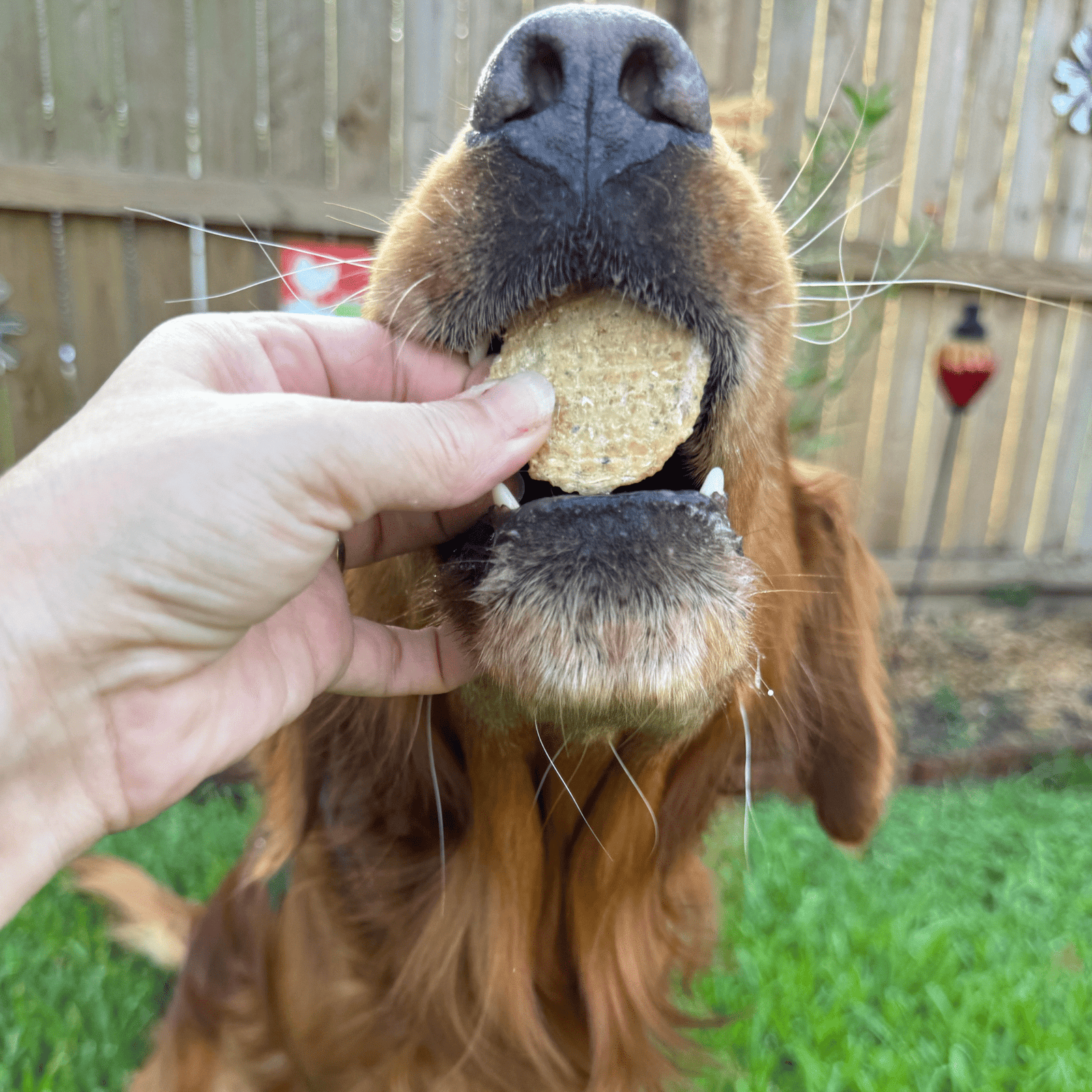 Fish Chips for Dogs | Wild-Caught Fish Dog Treats - Image 4