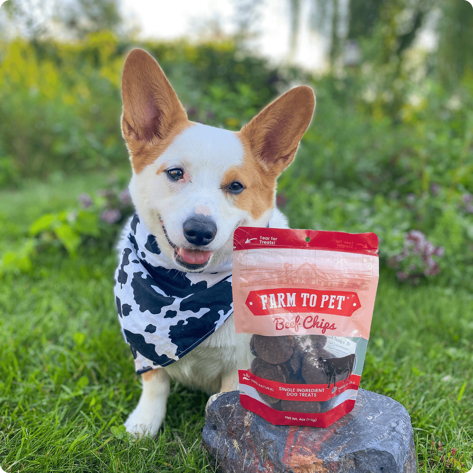 Beef Chips Dog Treats | Single-Ingredient Healthy Treats for Dogs - Image 4