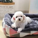 Pet Beds Sofa Mats - Image 2