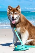 Island Vibes Waterproof Dog Leash - Image 2