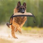 chew toys for cats and dogs