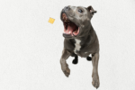 Single Ingredient, High Value Freeze-Dried Training Treats for Dogs & Cats - Salmon - Image 3