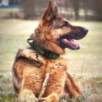 Tactical Dog Collar - Image 4